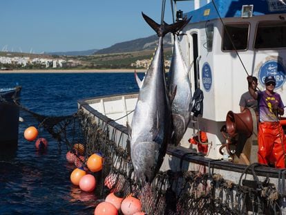 Almadraberos izan dos atunes en una de las 'levantás' de la almadraba de Zahara del verano de 2020