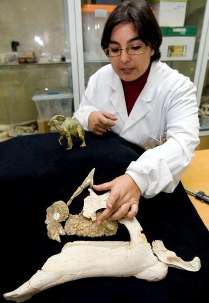 Huesos fósiles del hadrosaurio <i>Blasisaurus canudo</i>, junto a un modelo del dinosaurio.
