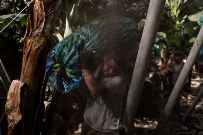 A Junay Guerra le cae ceniza en la cara mientras carga una piña de plátanos.