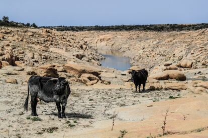 Ganado junto al embalse de la Almendra.