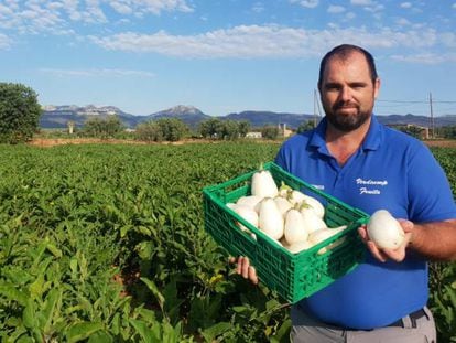 Las berenjenas blancas de Verdcamp Fruits, apoyadas vía 'crowdfunding' por Carrefour.