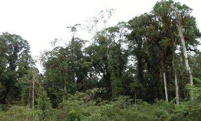 The deteriorated forest of a mountain on Taliabu Island.