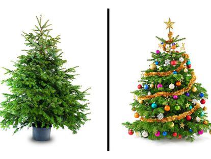 Olvídese del abeto: este es el árbol de Navidad que debería comprar este año