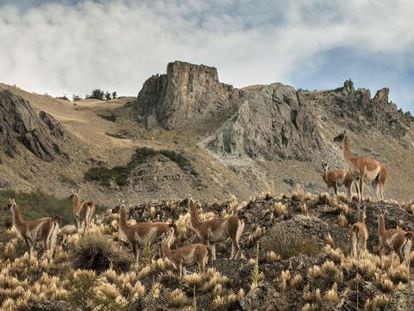 La cría de guanacos, animal típico del lugar, ha demostrado ser positiva para la Patagonia.