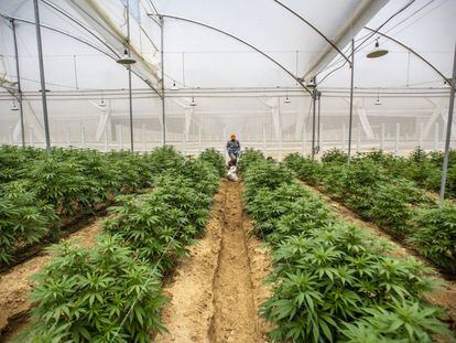 Plantas de cannabis en un invernadero en Pesca, Colombia. 