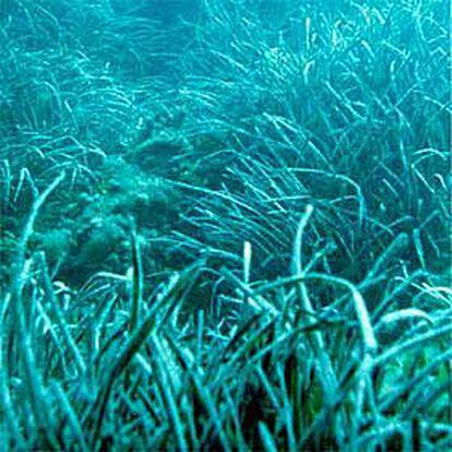 Pradera de posidonia en el litoral mediterráneo.