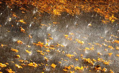 Lluvia caída en un camino cubierto de hojas en Offenbach, Alemania, el 27 de octubre de 2013.