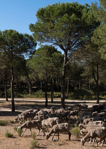 El rebaño de ovejas y cabras de Patricio Pardo, en los alrededores de Aljaraque (Huelva).