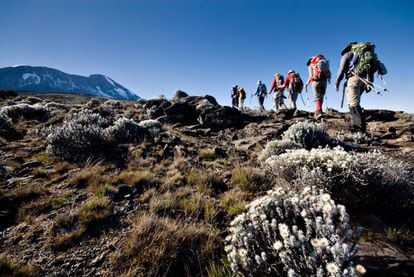 Excursionistas caminan hacia la cima nevada del monte Kilimanjaro por una de sus laderas.