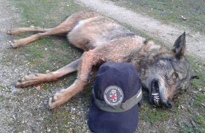 Lobo encontrado muerto hoy en Manzanares El Real.