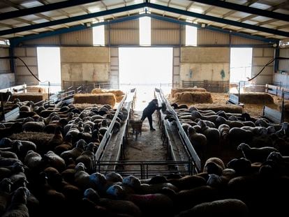 Una ganadera que tiene 500 ovejas en Prado (Zamora) y le han instalado una macrogranja a 3 kilómetros, el 11 de enero de 2022.