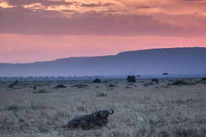 Un búfalo se deja retratar en la sabana del Parque Nacional del Masái Mara. Cada vez más voces advierten que es ahora más importante que nunca apostar por el turismo sostenible y garantizar que sus beneficios recaigan en las poblaciones que cuidan de la vida silvestre y soportan la carga de vivir cerca de depredadores y elefantes que pueden dañarlos y dañar sus cultivos.