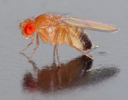 &#039;Drosophila melanogaster&#039;. 