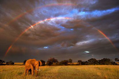 Un elefante africano en la reserva natural nacional Maasai Mara, situada al sudoeste de Kenia.