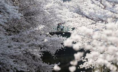 Els cirerers florits a Tòquio Japó.