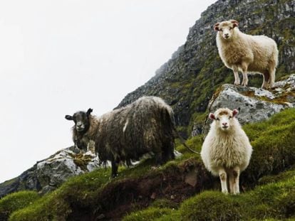Se calcula que hay unas 70.000 ovejas, el doble que los habitantes de las islas Feroe.