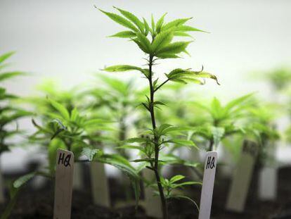 Cultivo de cannabis con fines medicinales.
