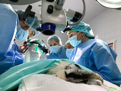 El equipo de cirujanos de AMUS operan sobre un Quebrantahuesos, en Villafranca de los Barros, Badajoz.