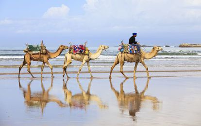 Camellos en la playa de Esauira, en Marruecos.