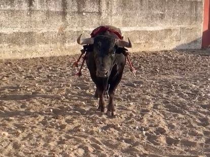 El toro 'Guineo', el pasado lunes, recién llegado a la finca Zahariche, antes de la primera cura.