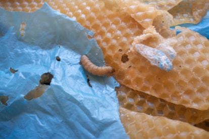 Muestras de 'Galleria mellonella', gusano habitual en los paneles de abejas.