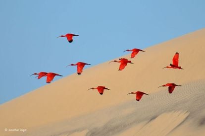 El francès Jonathan Jagot va deixar el vaixell de vela familiar i va anar a la recerca de l'ibis roig. A la platja d'illa Lençois (Brasil), el jove va esperar que els ocells emergissin dels manglars, on feien tot un banquet amb petits crustacis. Després, els va immortalitzar mentre sobrevolaven les dunes de sorra. L'ibis roig viu al nord de Sud-amèrica (és l'au nacional de Trinidad i Tobago). Amb aquesta foto, Jagot va guanyar el premi a millor fotografia del concurs Wildlife per a joves d'entre 15 i 17 anys.