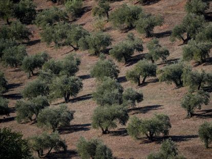 Un olivar en Montoro (Córdoba).