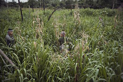 Tras la suspensión de los bombardeos hace un año, y con miras al posconflicto, los guerrilleros tratan de cultivar plátanos, yuca y otros alimentos.