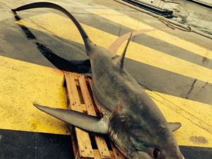 El tiburón zorro capturado en Port de la Selva