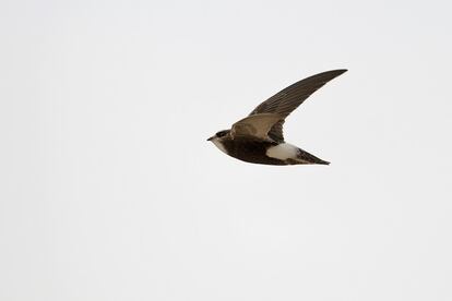 The Moorish swift, which is spreading throughout the Iberian Peninsula.