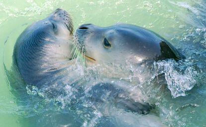 Una madre y su cría de foca monje, en Cabo Blanco.
