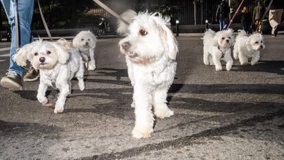 Un grupo de bichones malteses pasean por el distrito de Retiro.