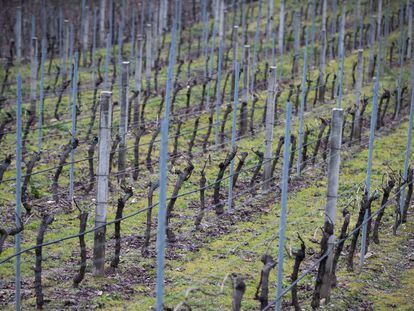 Vi&ntilde;as de la denominaci&oacute;n de origen de Ribeiro en Ribadavia (Ourense).