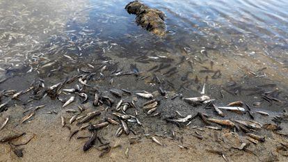 Peces muertos aparecidos este miércoles en el mar Menor.
