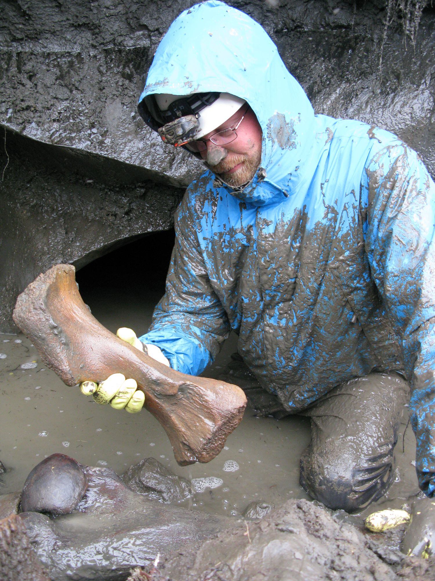 Love Dalén excavando restos de un espécimen de rinoceronte lanudo.