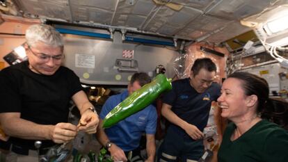 Un chile verde flotando mientras los miembros de la tripulación de la Expedición 66 realizan una prueba de sabor como parte de la investigación.