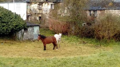 Dos de los caballos abandonados en Lugo.