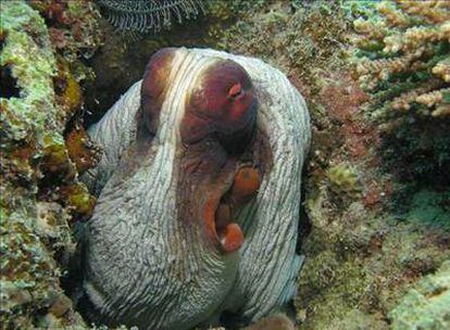 Una nueva especie de pulpo encontrada en las islas cercanas a la Gran Barrera de Arrecife de Australia