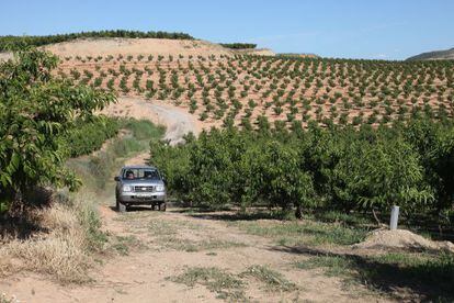 Zona protegida para la plantación de árboles frutales en Aitona.