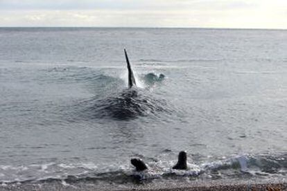 Una orca lanza su ataque sobre dos leones marinos en la península Valdés, (Argentina).