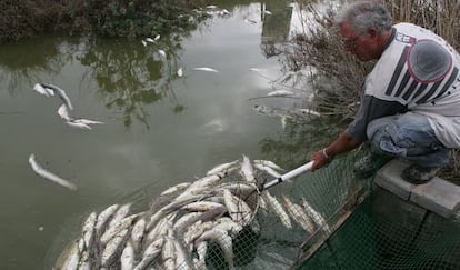 Un hombre retira peces muertos en el Pantanet de las Salinas de Santa Pola, ayer.