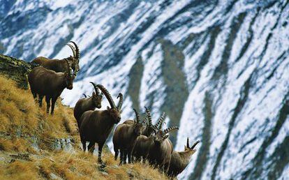 Un grupo de íbices en el parque nacional de Gran Paradiso, en el valle de Aosta (Italia).