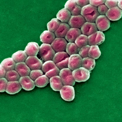 Superbacterias