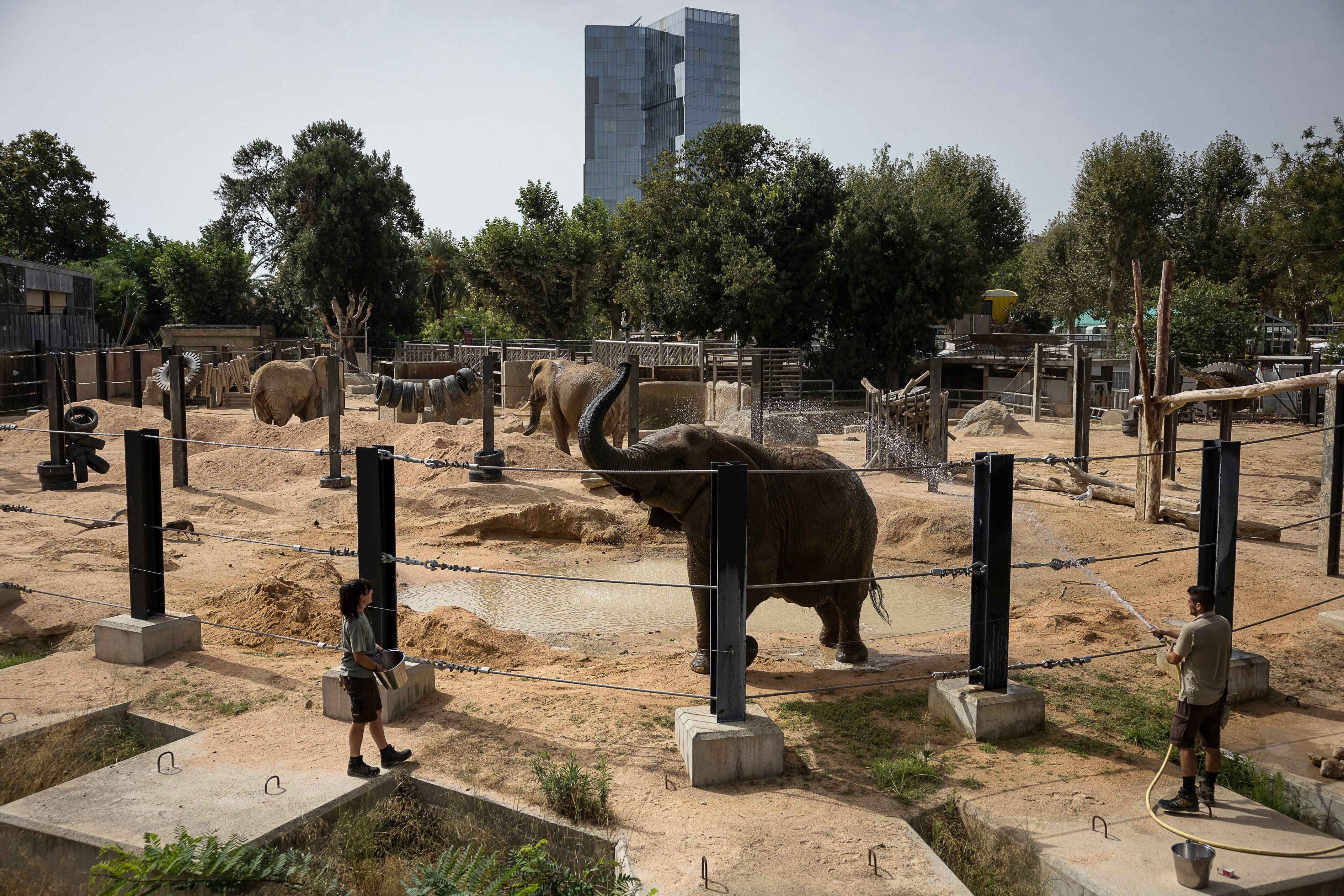 Cuidadores del zoo mojan con una manguera a las elefantas.