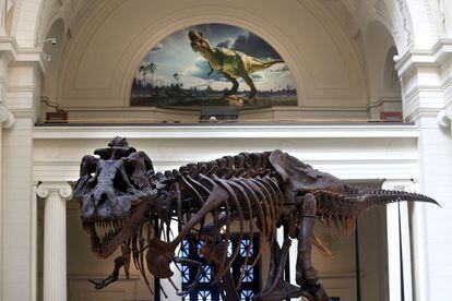 Entre la inmensa colección de objetos relacionados con la naturaleza del Field Museum (hasta 20 millones de piezas) destaca 'Sue' (en la foto), el Tyranosaurus rex más grande jamás hallado. Mide cuatro metros de alto y 12,5 de largo, e impone a todos los visitantes en la planta principal con un aplomo feroz.