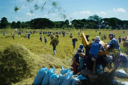 Dos centenares de criminales trabajan el campo en la Prisión y Granja Penal de Iwahig; a 14 kilómetros de la capital, Puerto Princesa. : La prisión de Iwahig es la granja penal con mayor producción de Filipinas. Sus 26.000 hectáreas cuentan con arrozales, zonas de pesca, animales, el espeso manglar costero y una cadena montañosa,