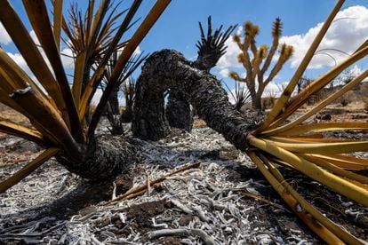 Yucas y árboles de Josué dañados por el fuego en el Mojave National Preserve este martes.