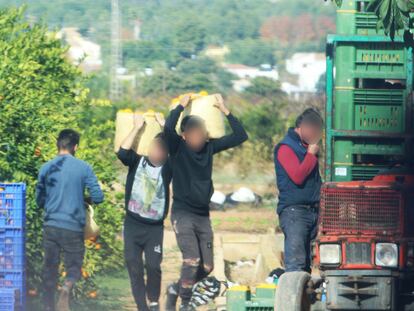 Algunas de las personas que eran explotadas en Onda (Castellón) trabajando en el campo.