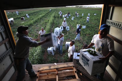 Agricultores mexicanos cosechan espinacas en la ciudad de Wllington, en el Estado de Colorado.