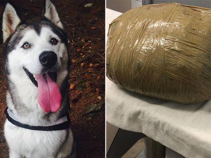 Kirsten Kinch subió a su cuenta de Instagram una foto de su perra 'Nova'. A la derecha, una imagen de cómo le entregaron el cadáver de su mascota.